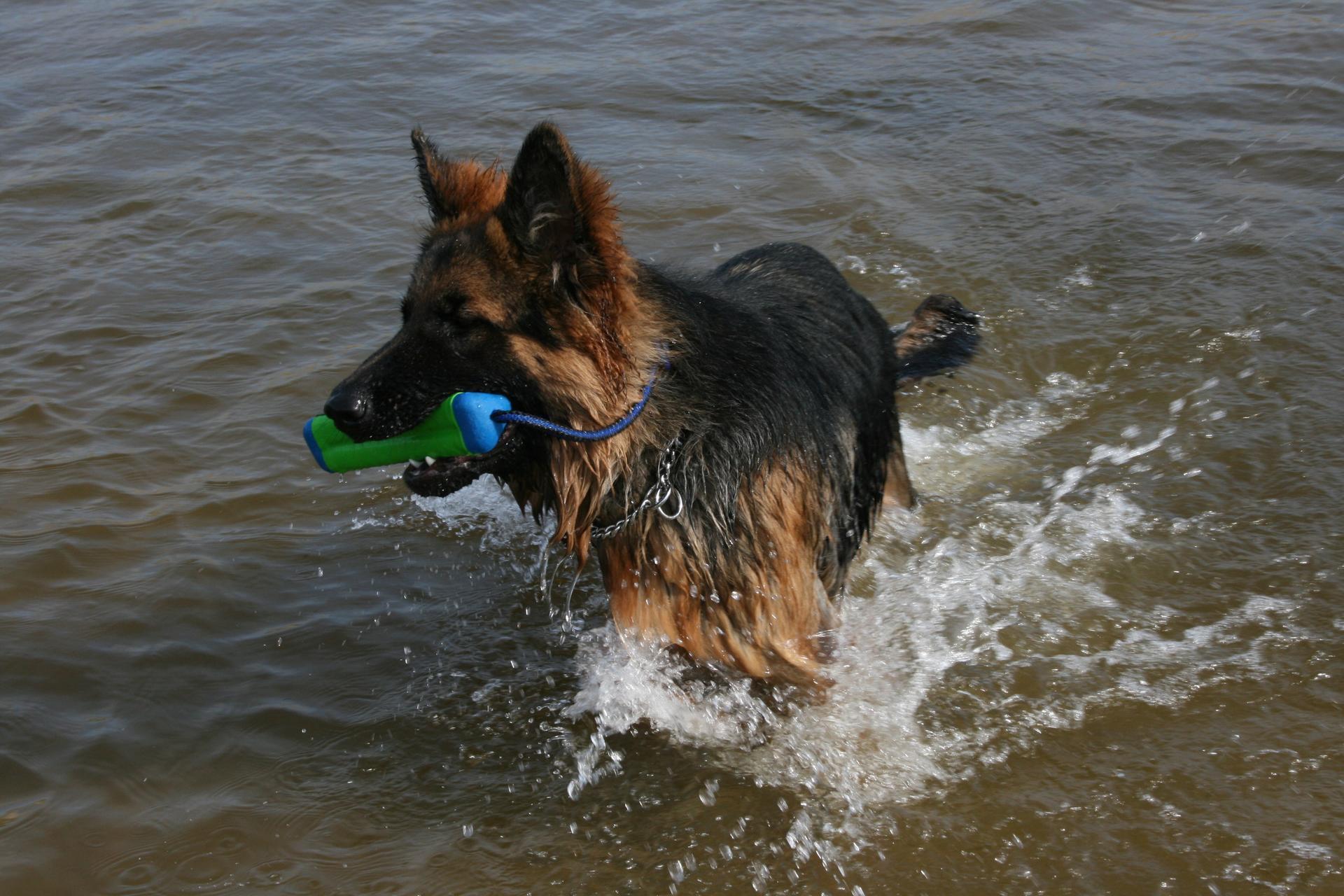 Small amphibious bumper-shaped dog toy