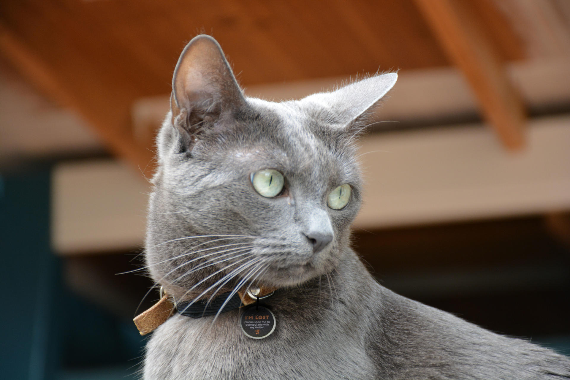 Perceived! Pro Dog and Cat Small, cat dog, safety