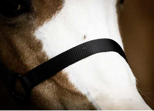 Monza Headcollar, halter