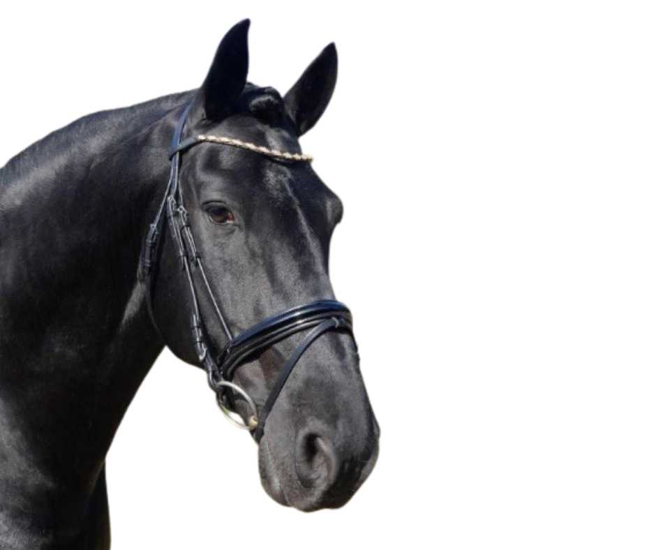 Showtime Goldfever bridle