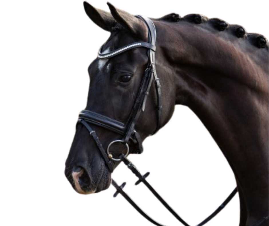 Superstar Bridle