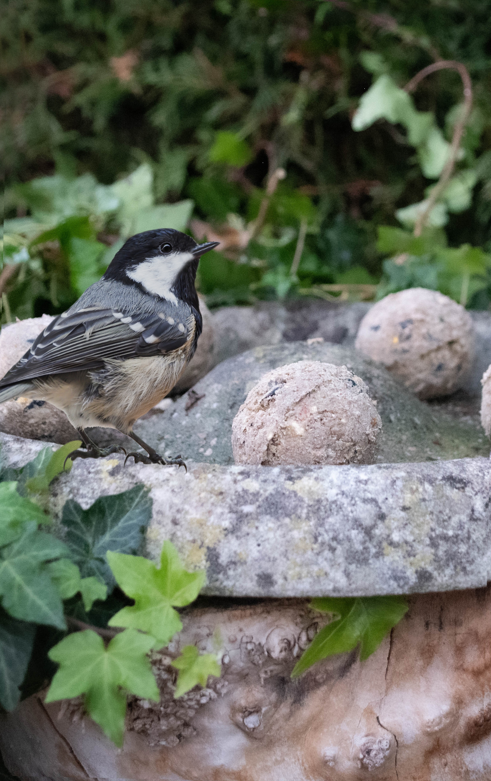Fat globules with seeds and netting (green) energy food for wild birds