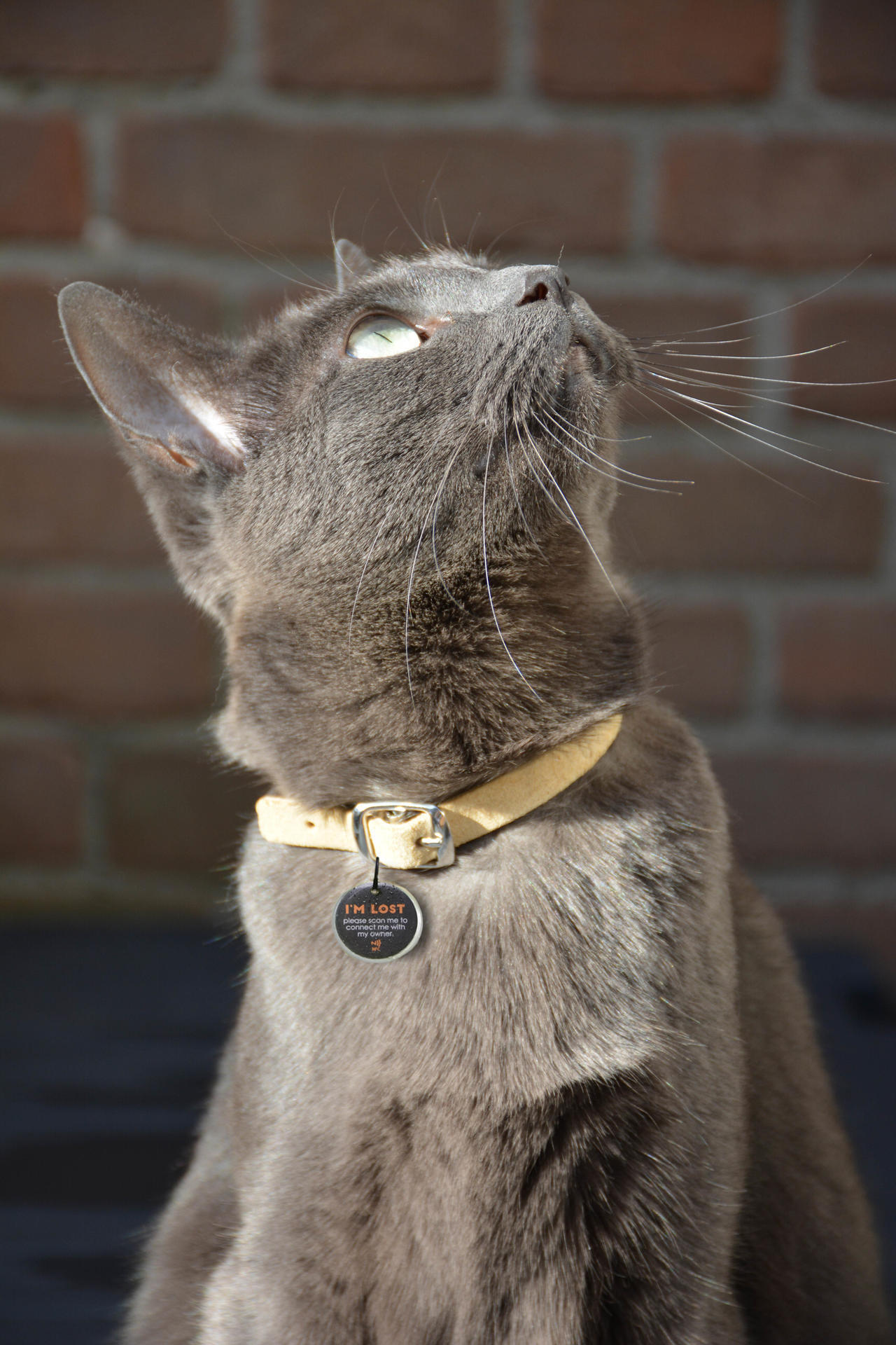 Perceived! Pro Dog and Cat Small, cat dog, safety