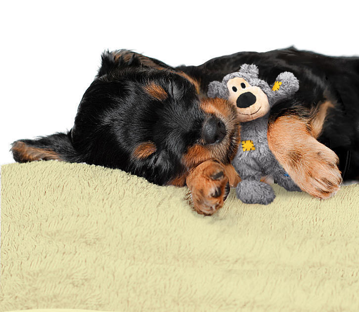 WildKnots Bears XS multicoloured plush dog toy