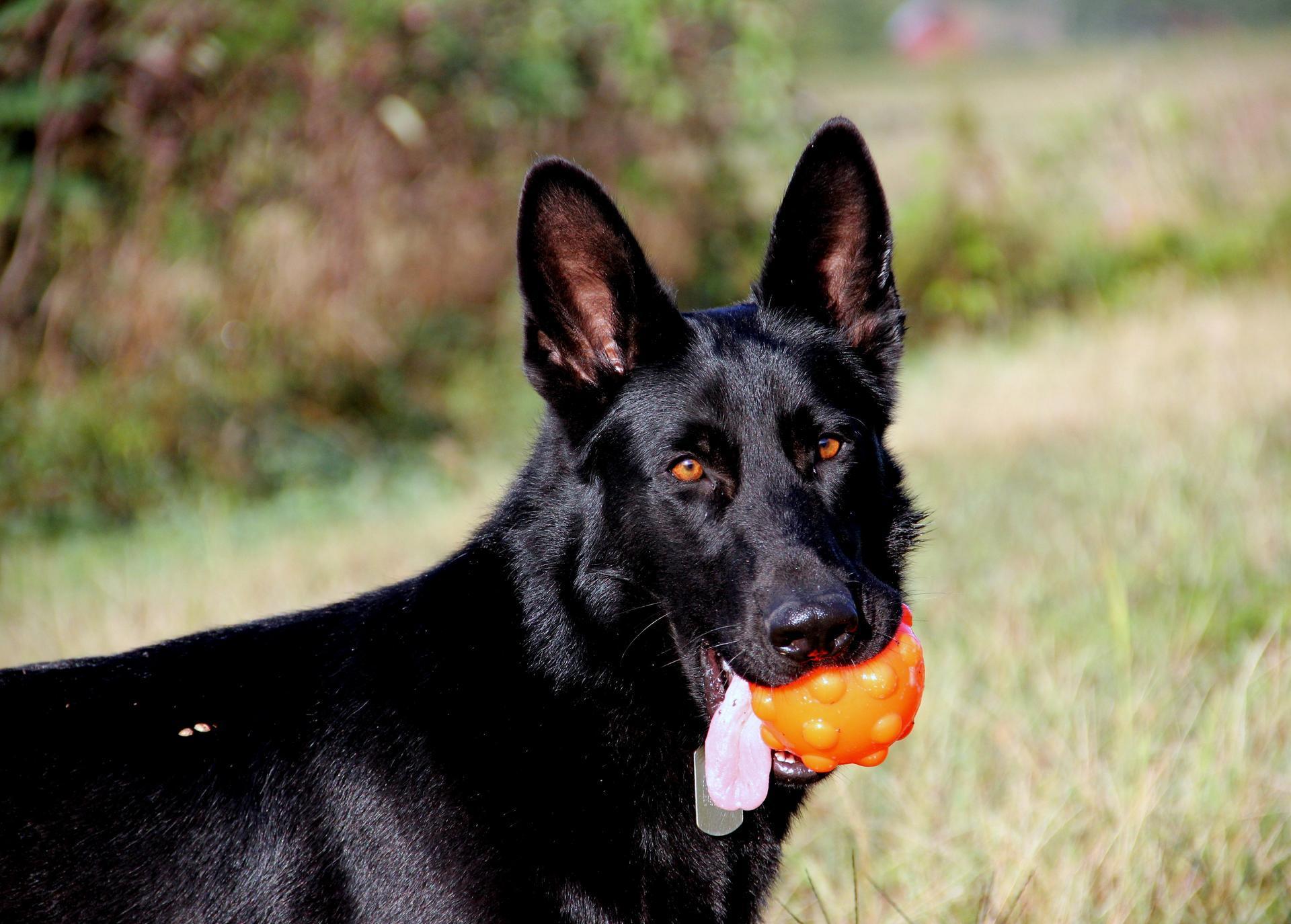 Jumper dog ball 7,5cm