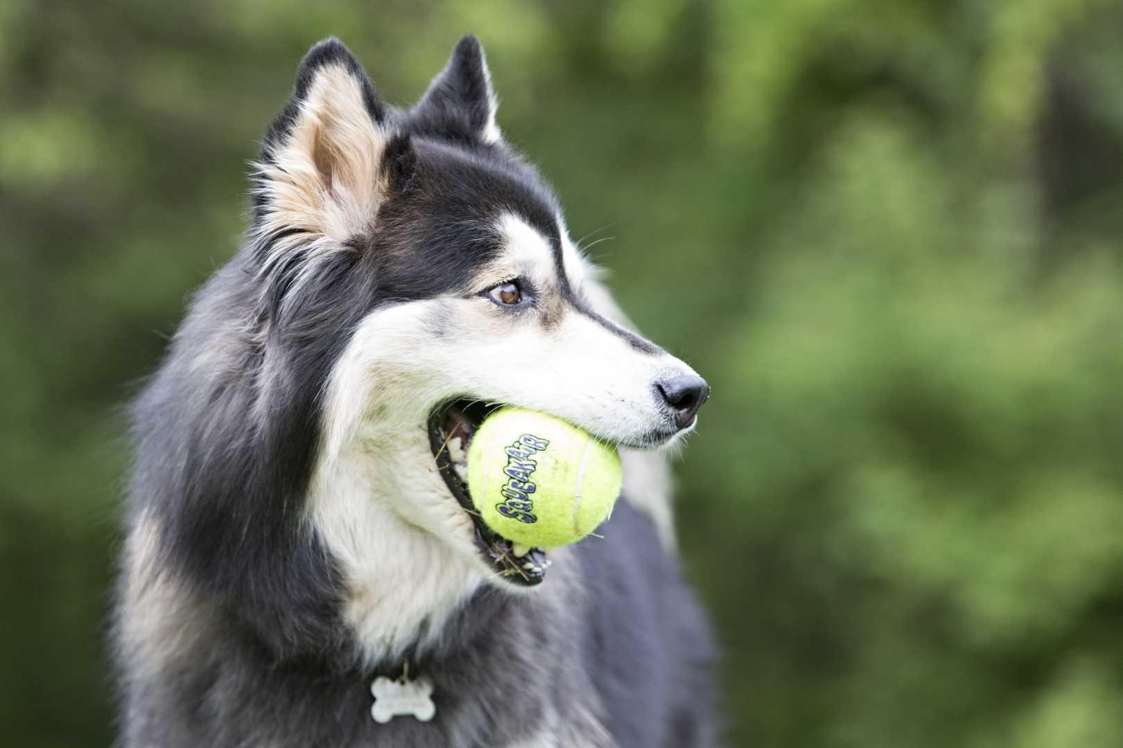 Air Squeaker tennis ball 10cm
