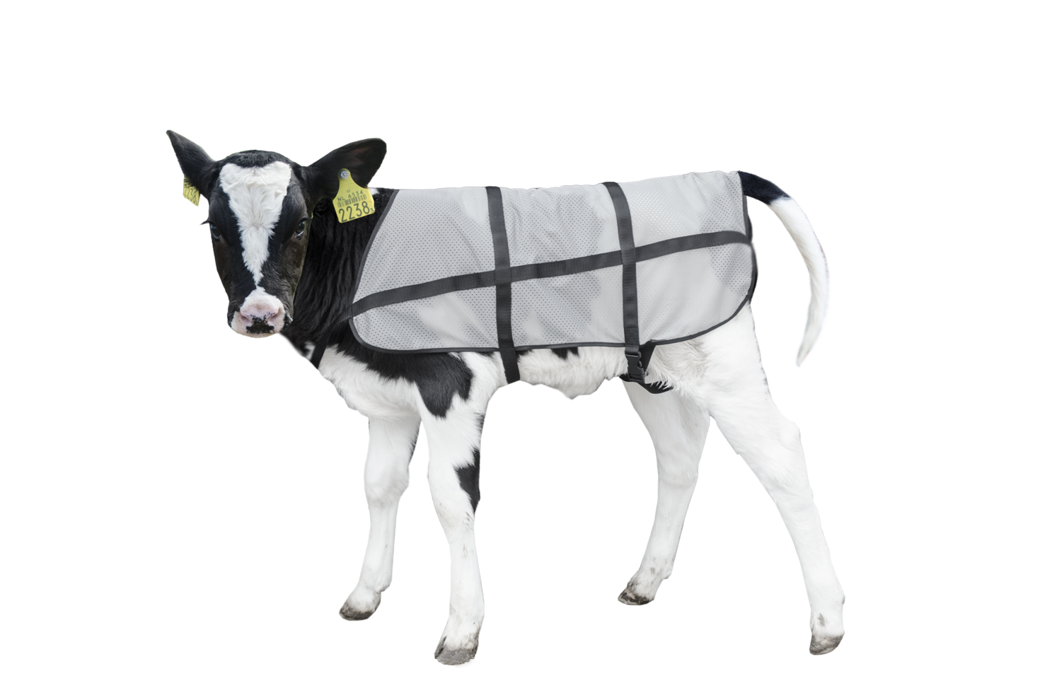 Summer blanket calving cattle calf rearing