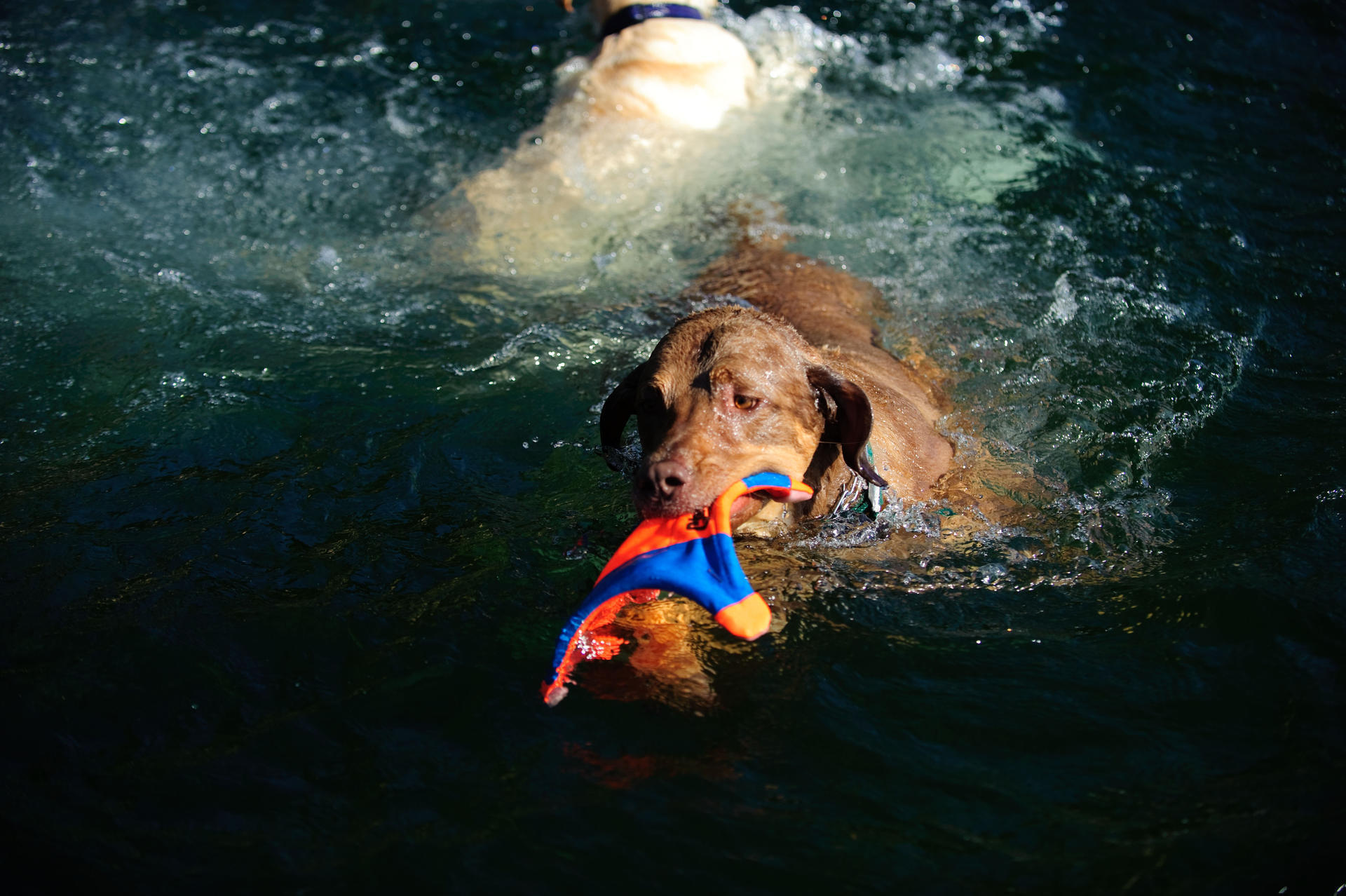 Squirrel shaped throw toy M 35 cm dog toy frisbee