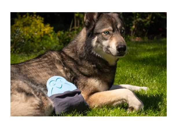 Cooling dog toy