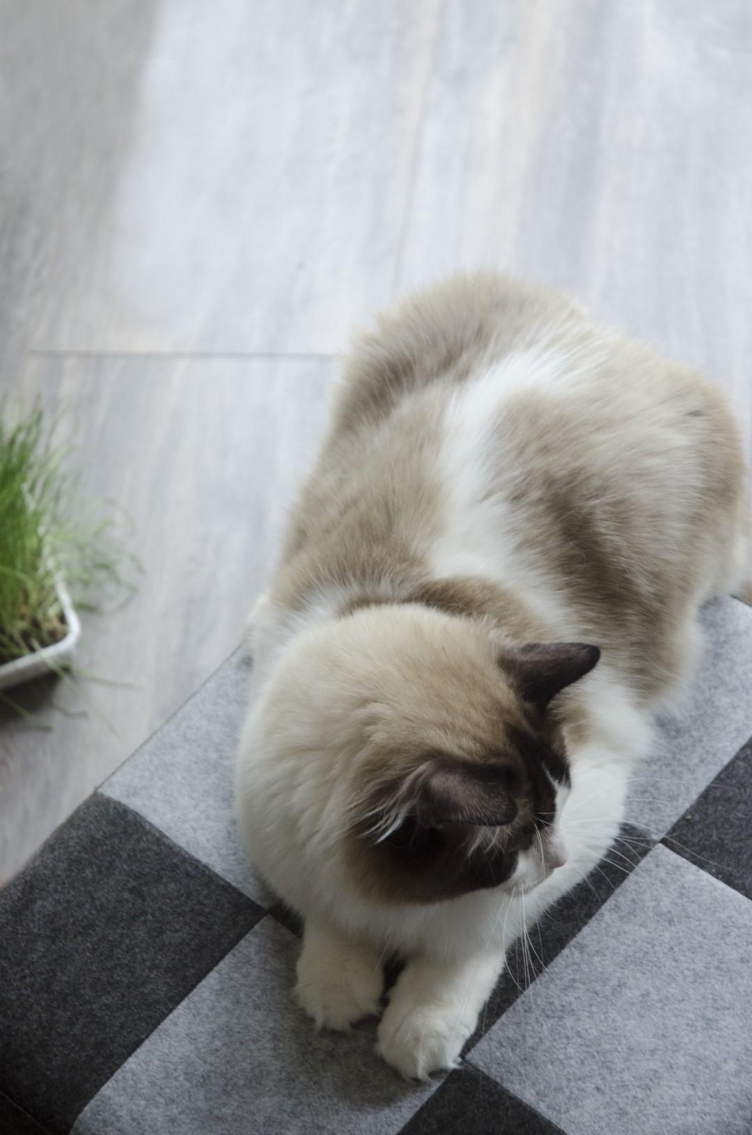 Sleep light-dark grey Pet Cube cat bed