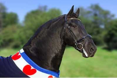 Loren Horse rug