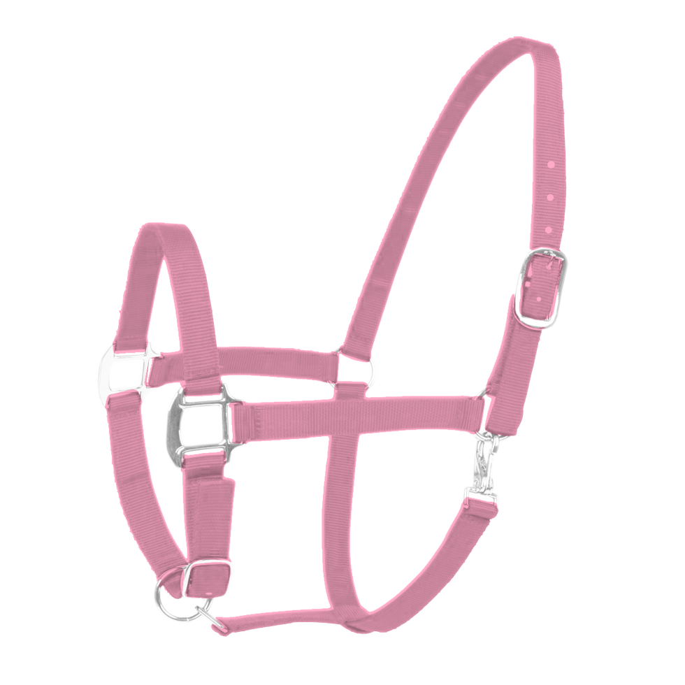 Dolly Headcollar and halter