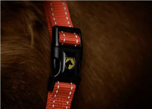 Monzo Headcollar,  halter