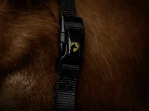 Monza Headcollar, halter