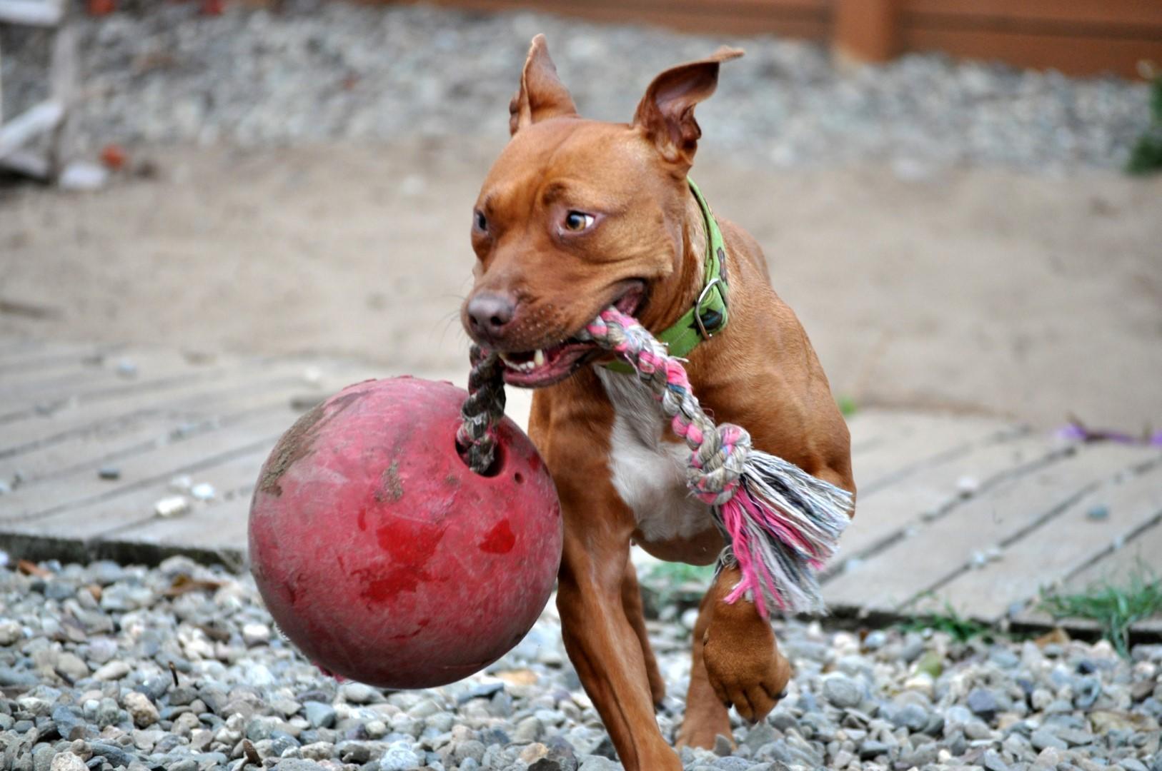 Scented red dog ball with rope