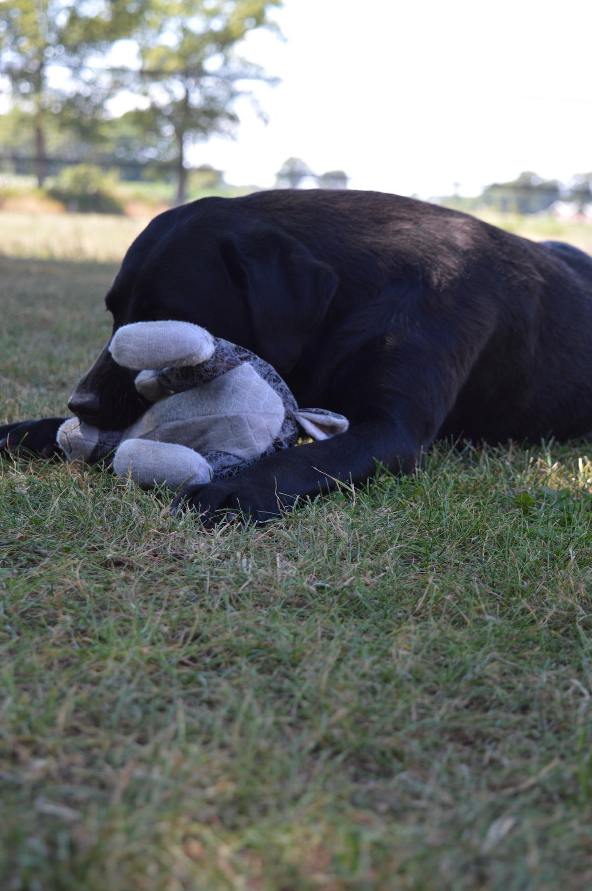 grey rabbit soft dog toy