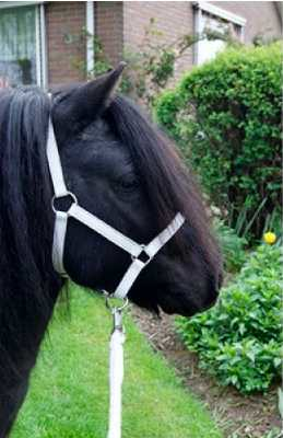 Headcollar, halter for Shetland pony