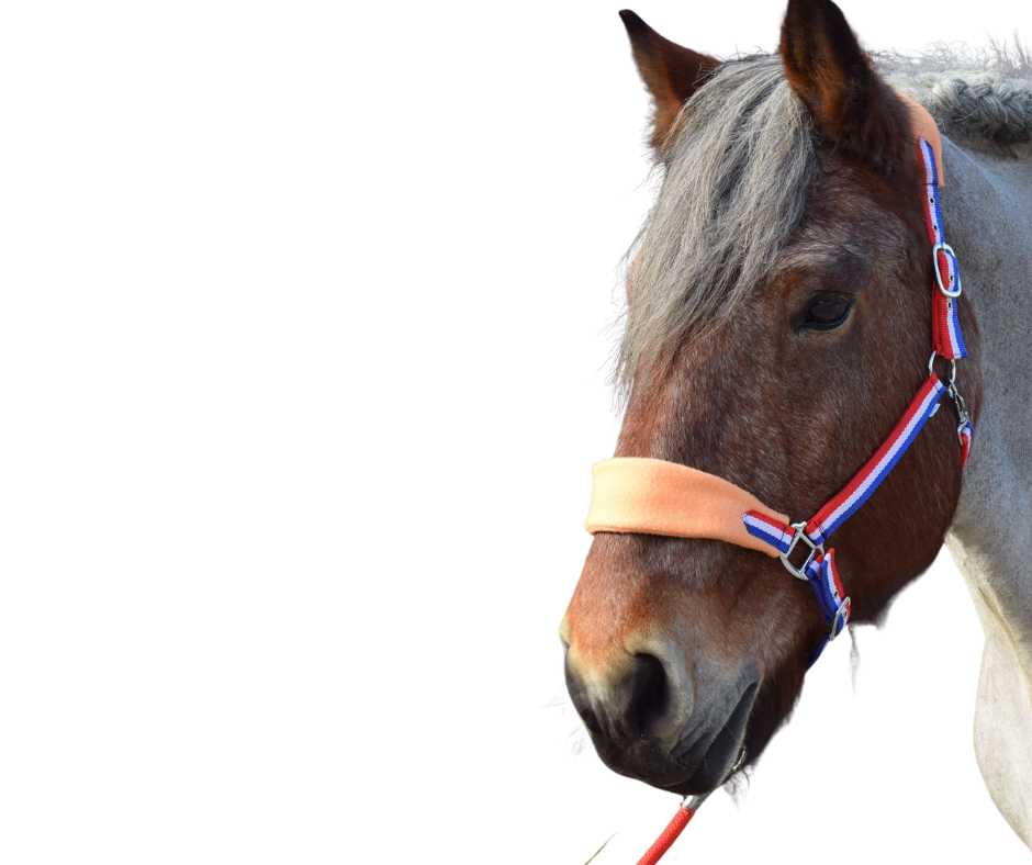 Paradiso Headcollar, halter XXFull