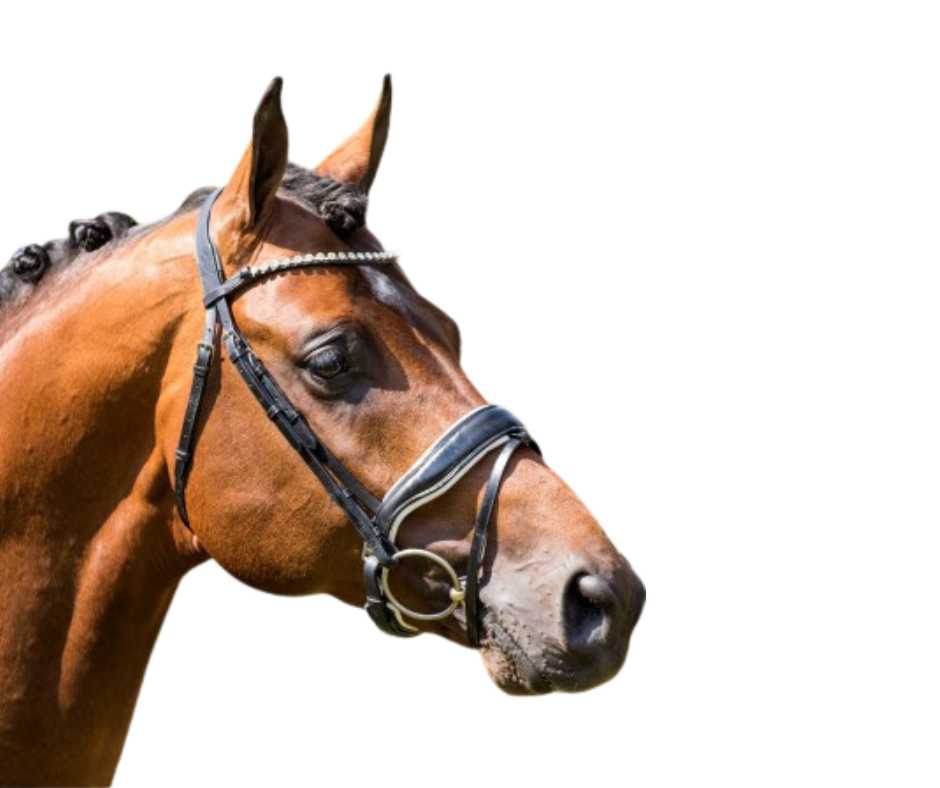 Showtime Grandprix bridle