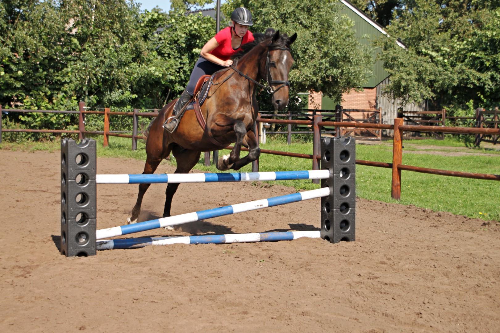 Jumping Block Horse Cube