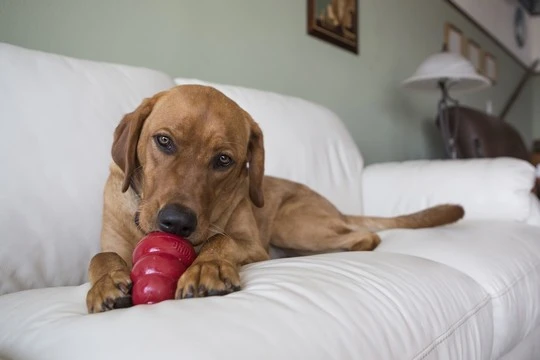Classic toy with feeder for dog