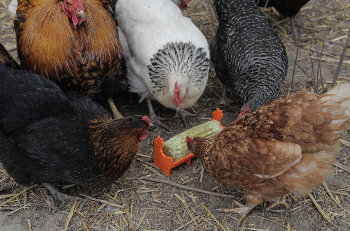 Hentastic trough feeder for feeding jumbo chickens