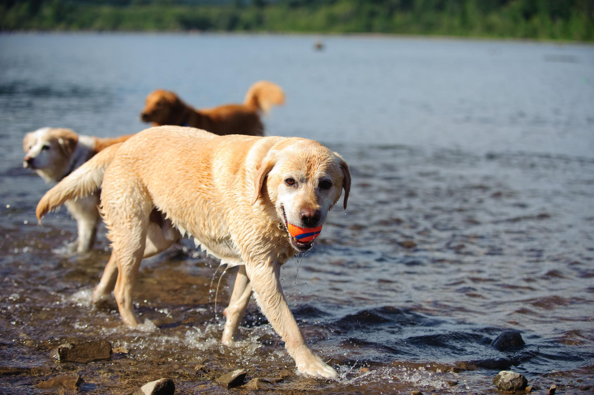 Rubber ball 5 cm 2 pieces