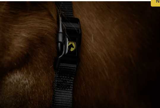 Monza Headcollar, halter