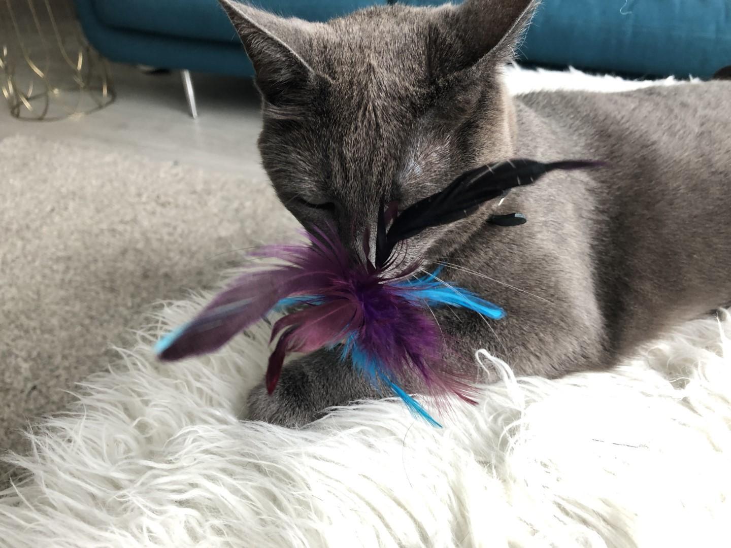 Woolly luxury feathered dream cork purple cat toy