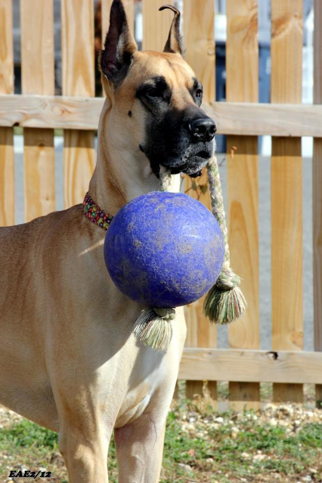 Scented red dog ball with rope