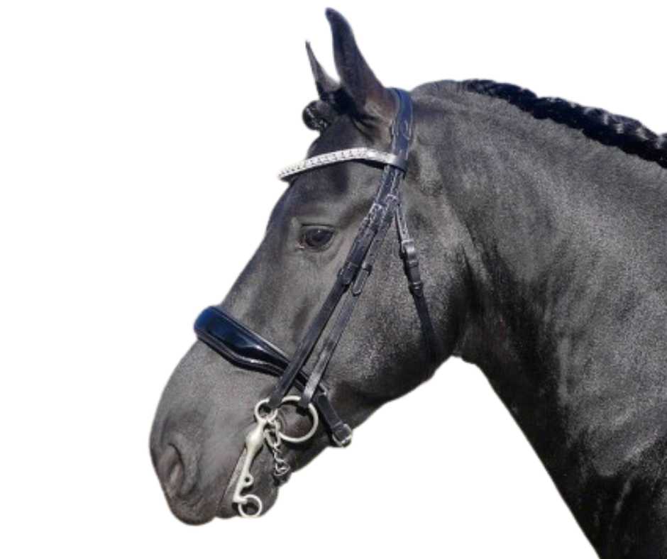 Showtime Dream For Ever bridle