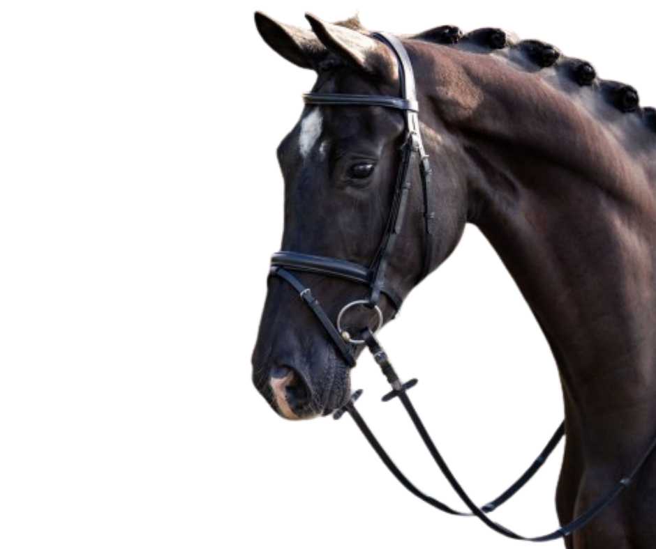 Rimini bridle