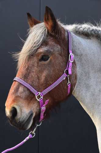 Volla Headcollar,  halter XXFull