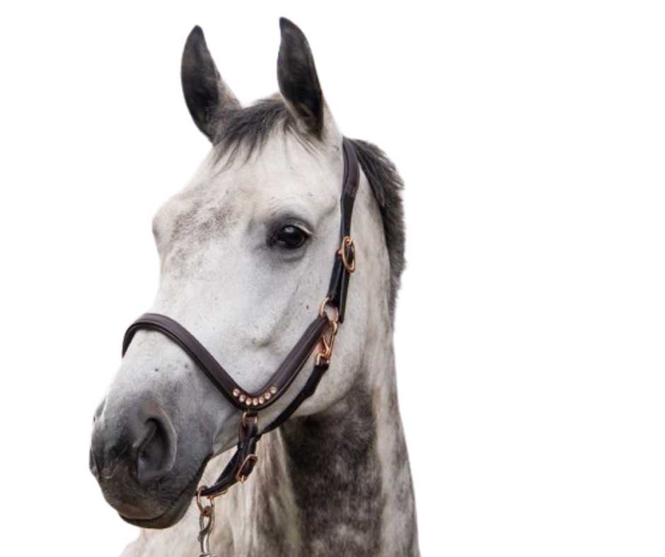 Lecce Showtime headcollar, halter
