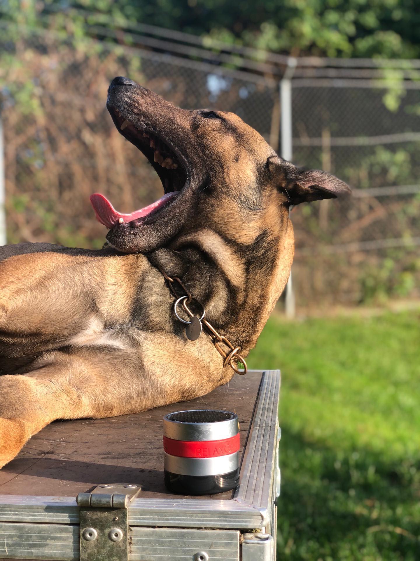 PRO Calming device for dogs