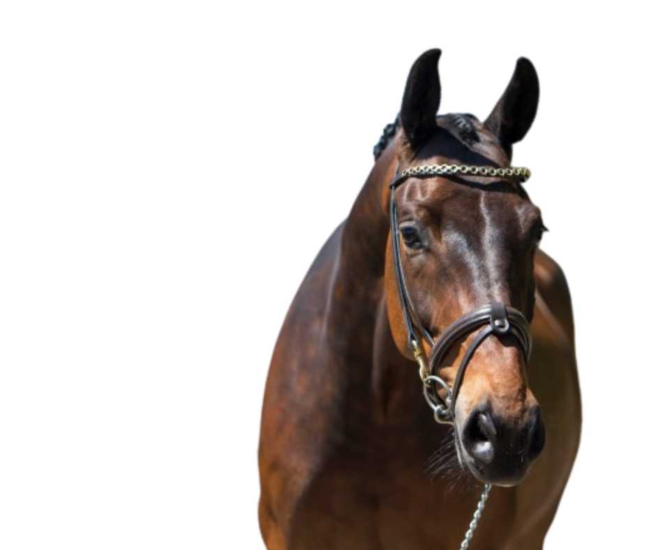 Showtime Fleur bridle