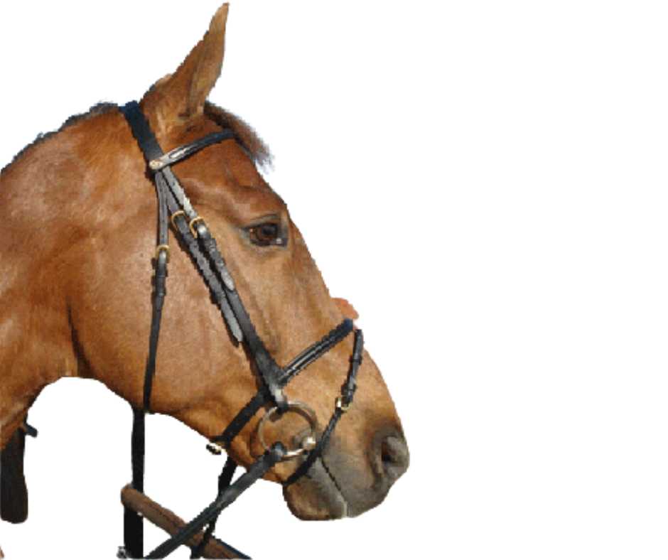 Firenze bridle