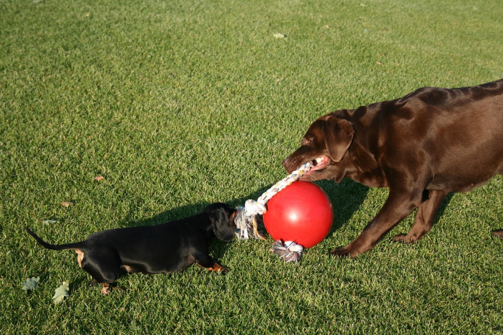 Scented red dog ball with rope