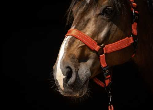 Monzo Headcollar,  halter
