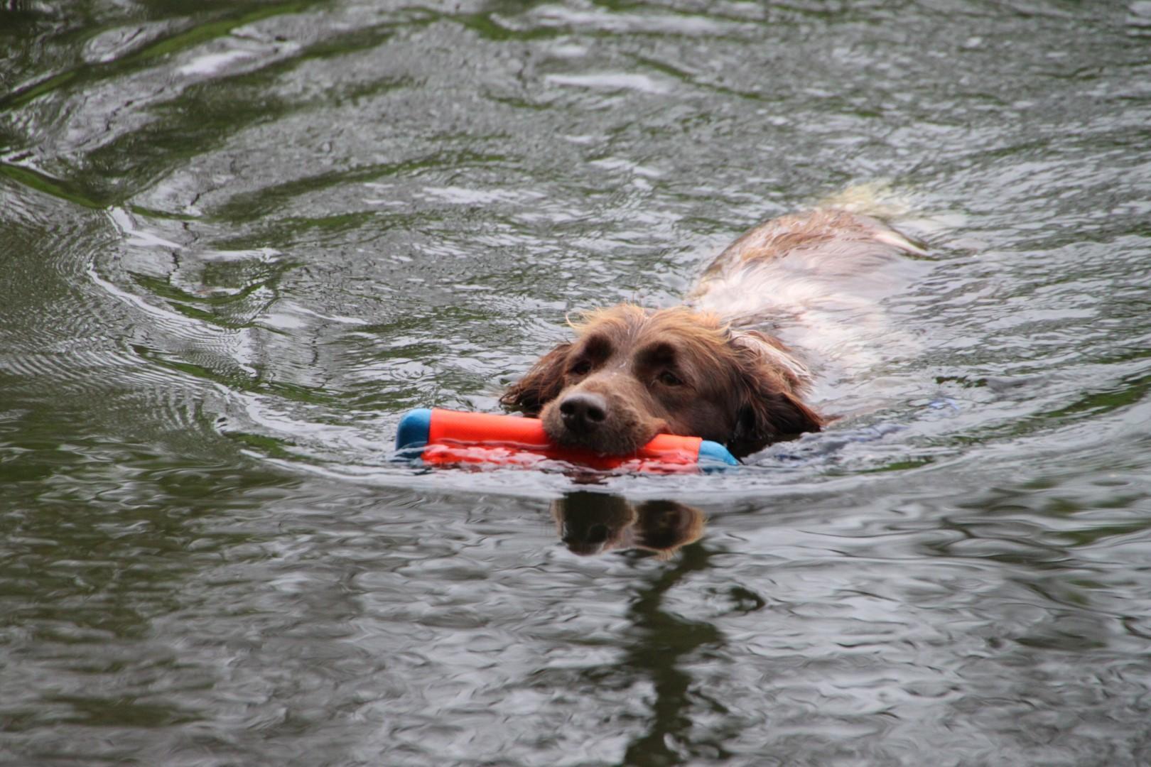 Small amphibious bumper-shaped dog toy