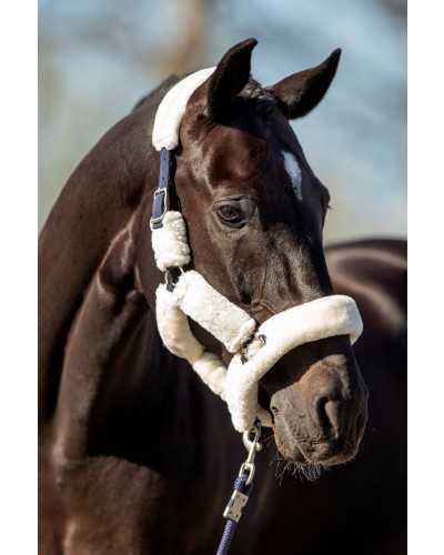 Desir Showtime Headcollar, halter