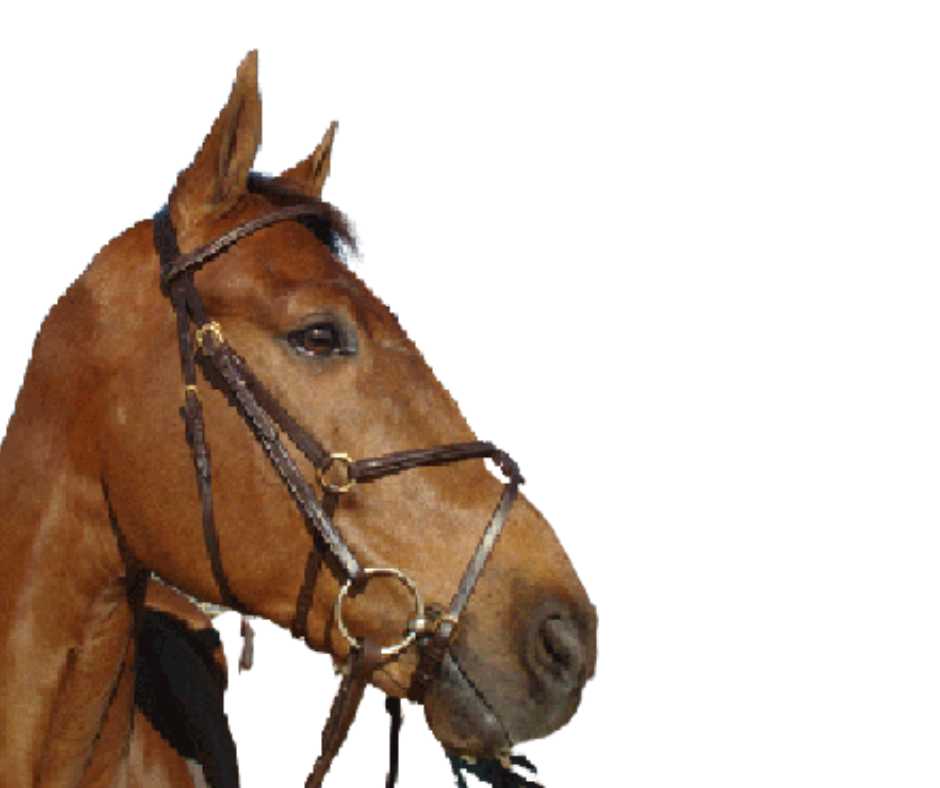 Hong Kong bridle