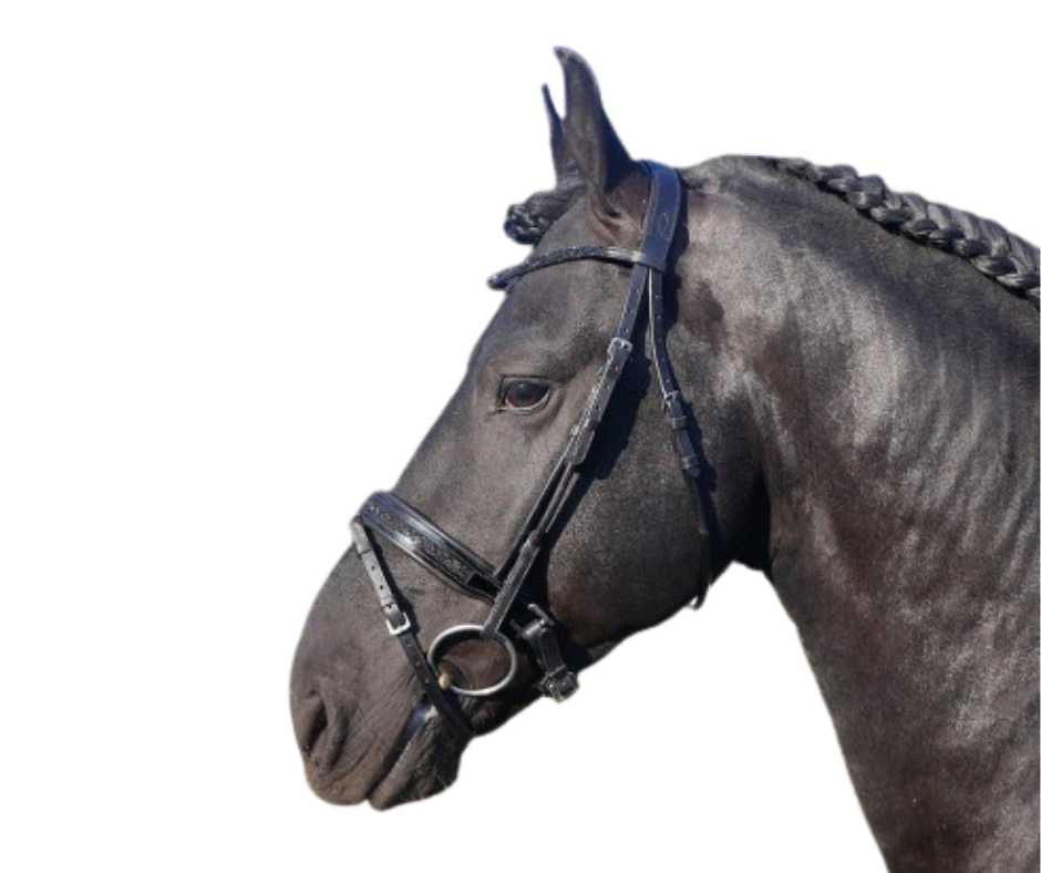 Showtime Passion Halfround bridle