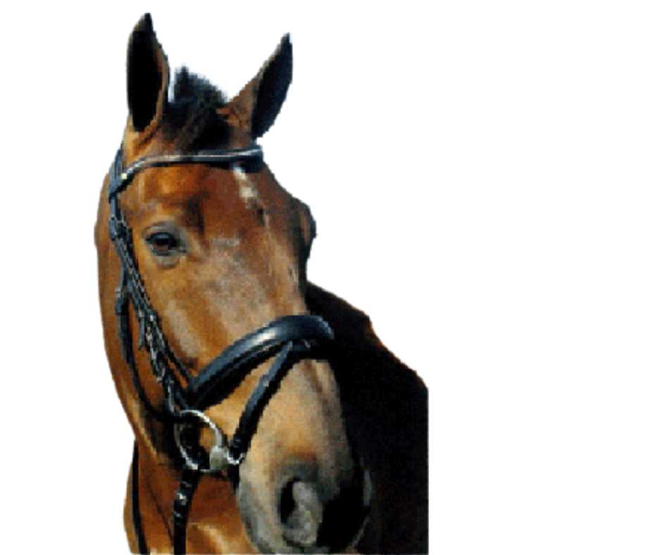 Linett bridle