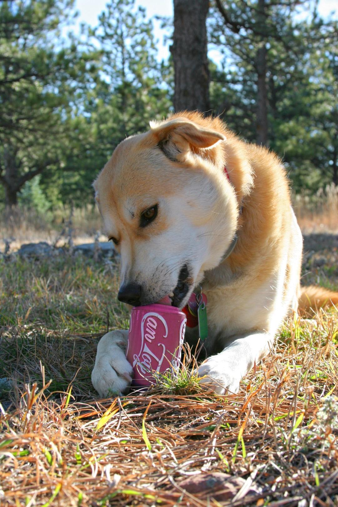 Toy in the shape of a soda can with a reward wallet pink big dog toy