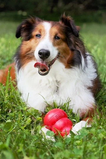 Classic toy with feeder for dog