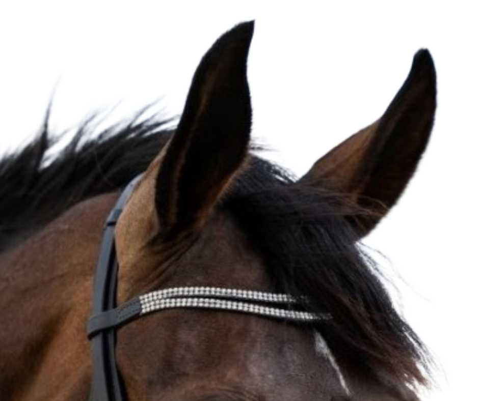 Trinidad bridle