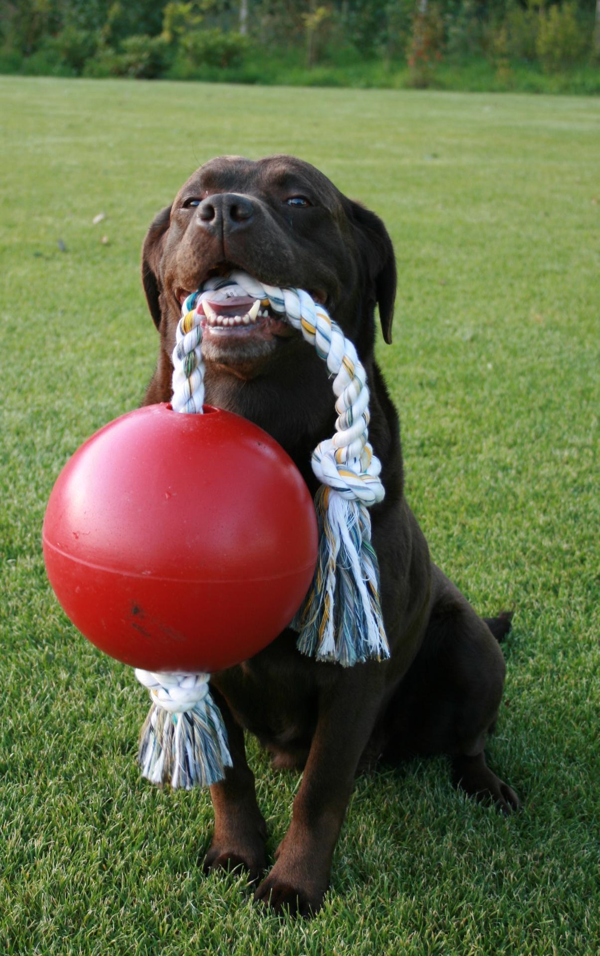 Scented red dog ball with rope