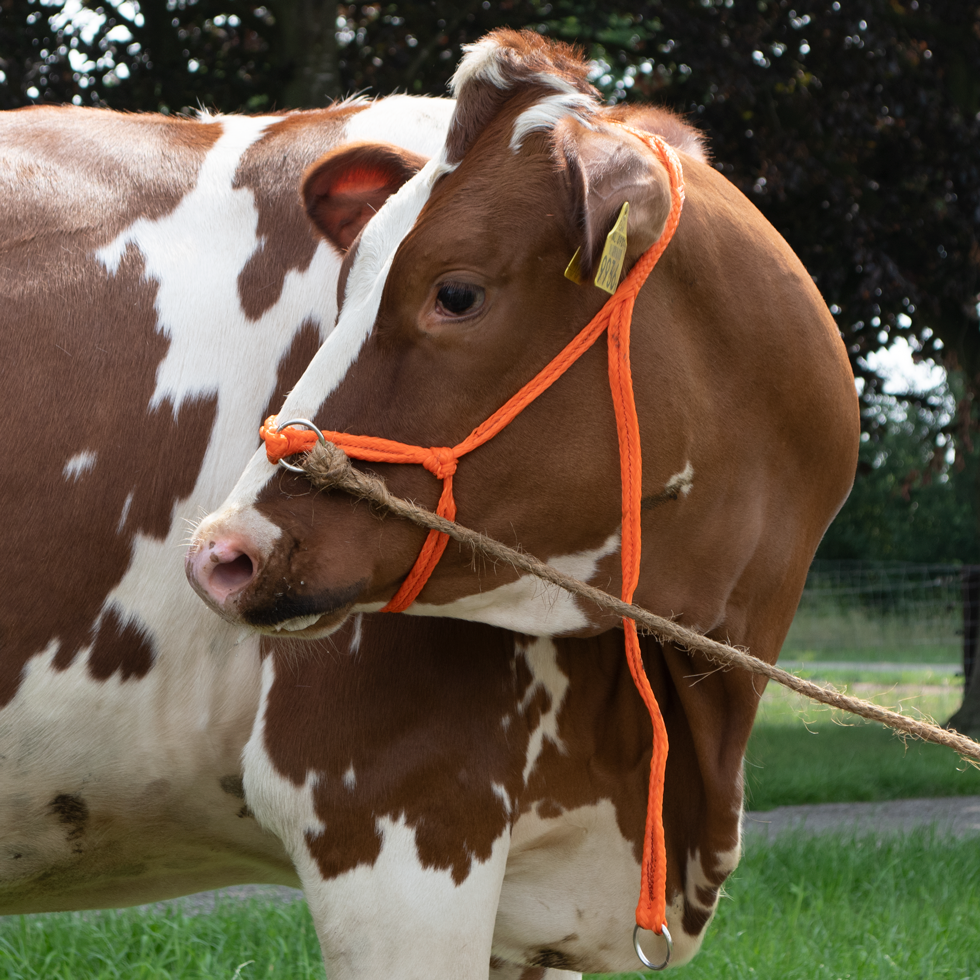 Cow Headcollar, halter