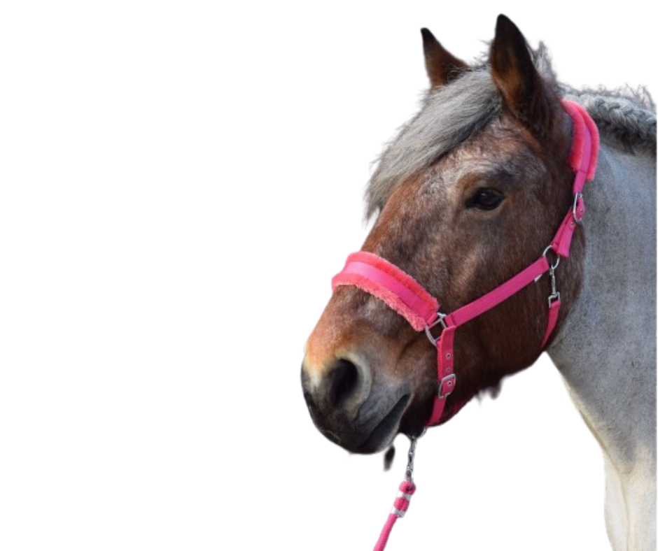 Admire XX Headcollar